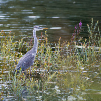 Spaziergand am Südsee - (Foto: Peter Jansen)