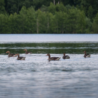 Spaziergand am Südsee - (Foto: Christine Wunderlich)