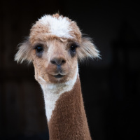 Alpaka-C_Wunderlich-6