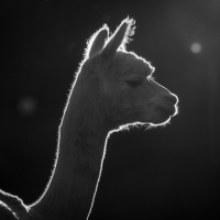 Alpaka-C_Wunderlich-7