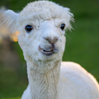 C.Denzel_DSC_0737