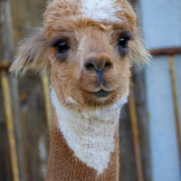 C.Denzel_DSC_0791