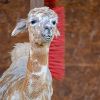 C.Denzel_DSC_0807