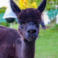 C.Denzel_DSC_0828