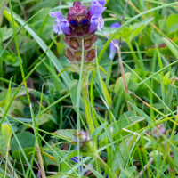 Frank Bachmann - Filterfotografie Schwendi