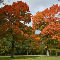 Thomas Denzel -Starnberg 05