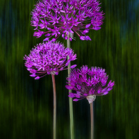 Zierlauchi-DSC_2215_14141-Bärlauch-02