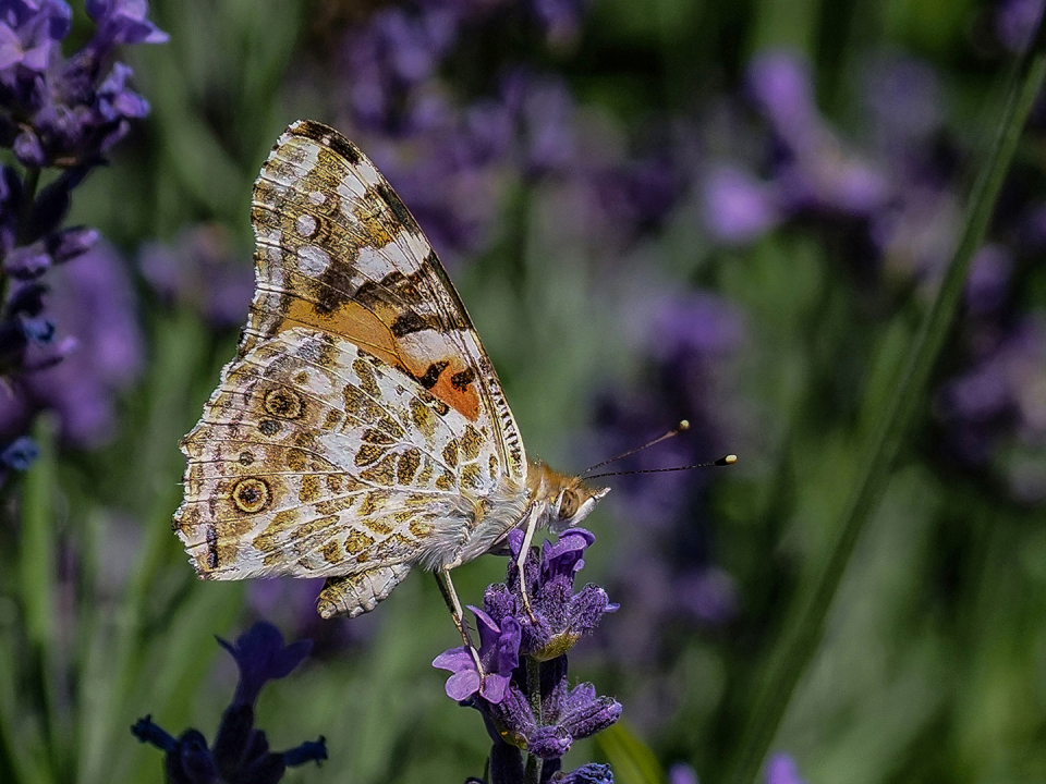 OLYMPUS DIGITAL CAMERA OLYMPUS DIGITAL CAMERA