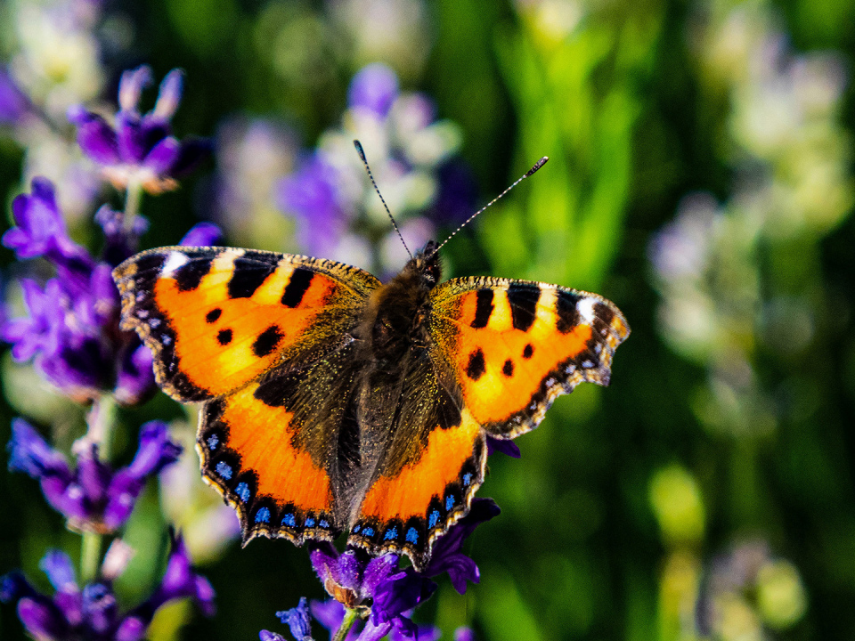 OLYMPUS DIGITAL CAMERA OLYMPUS DIGITAL CAMERA