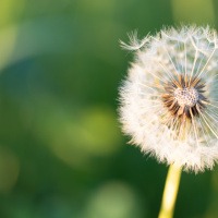 038_Bokeh_002 038_Bokeh_002