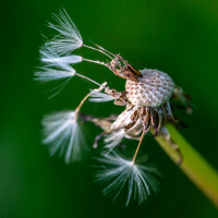 124-Bokeh-01
