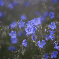 141_Bokeh_01.jpg 141_Bokeh_01.jpg