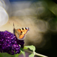 172_Bokeh_01 172_Bokeh_01