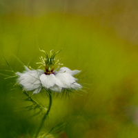 172_Bokeh_03 172_Bokeh_03