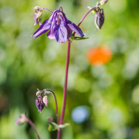 OLYMPUS DIGITAL CAMERA OLYMPUS DIGITAL CAMERA