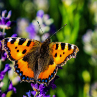 OLYMPUS DIGITAL CAMERA OLYMPUS DIGITAL CAMERA