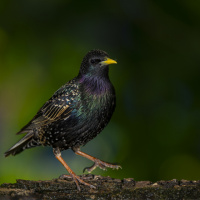 237_Bokeh_01.JPG 237_Bokeh_01.JPG