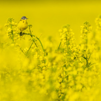 237_Bokeh_02.JPG