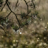 304_Bokeh_01 304_Bokeh_01