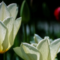 Photo information: 
	Film type: 135. 
	Lens serial number: . 
	Film manufacturer: . 
	Film name: . 
	Alias: . Photo information: 
	Film type: 135. 
	Lens serial number: . 
	Film manufacturer: . 
	Film name: . 
	Alias: .