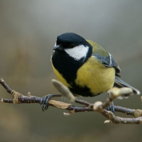 319-Bokeh-01 319-Bokeh-01