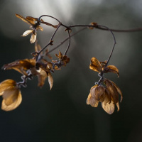 319-Bokeh-02 319-Bokeh-02