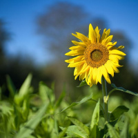 319-Bokeh-03 319-Bokeh-03