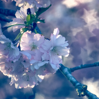 329_Bokeh_3 329_Bokeh_3