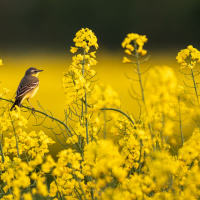 331_Bokeh_03 331_Bokeh_03