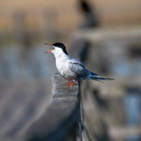 332_Bokeh_01 332_Bokeh_01