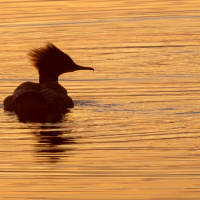 Peter Jansen Kontraste 03