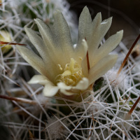 Manfred Schroth Kontraste 01