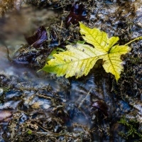 Herbstliche Fotoexkursion / Foto: Peter Jansen