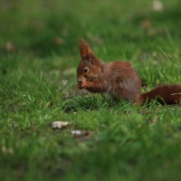 OM_AH_Eichhörnchen12