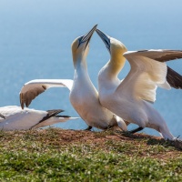 PG-6378-Tanz-der-Basstoelpel