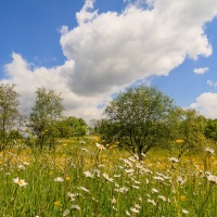 PG_Fruehlingswiese_7045