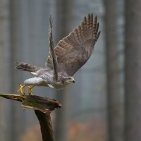 Habicht (Accipiter gentilis)