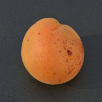 DSC_0056.-Aprikose-JPG