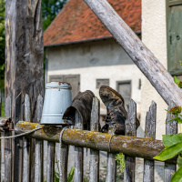 Exkursion Museumsdorf und Kloster B. Schussenried - (Foto: Werner Schad)