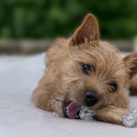 1_BeFo-2019-Ralf-Avak-Hier-verspeist-der-Hund-die-tägliche-Belohnung