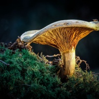 BeFo 2019 Peter Jansen