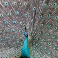 BeFo 2019 Monika Panzer