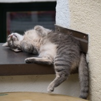 BeFo 2019 Monika Panzer