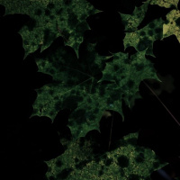 Herbstausflug Blaubeuren - Heidi Halder