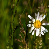 Botanischer Garten 2019 - Albert Klöckler