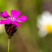 Botanischer Garten 2019 - Albert Klöckler