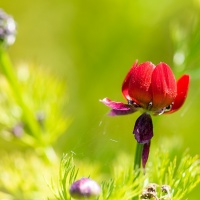 Botanischer Garten 2019  - Albert Klöckler