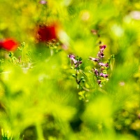 Botanischer Garten 2019  - Albert Klöckler
