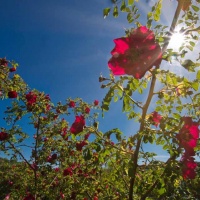 Botanischer Garten 2019 - Axel Pries