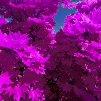 Botanischer Garten 2019 - Axel Pries